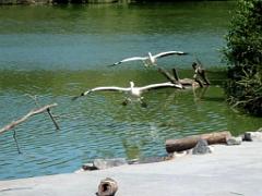 101PARC AUX OISEAUX DANS L AIN 2016 3_000026